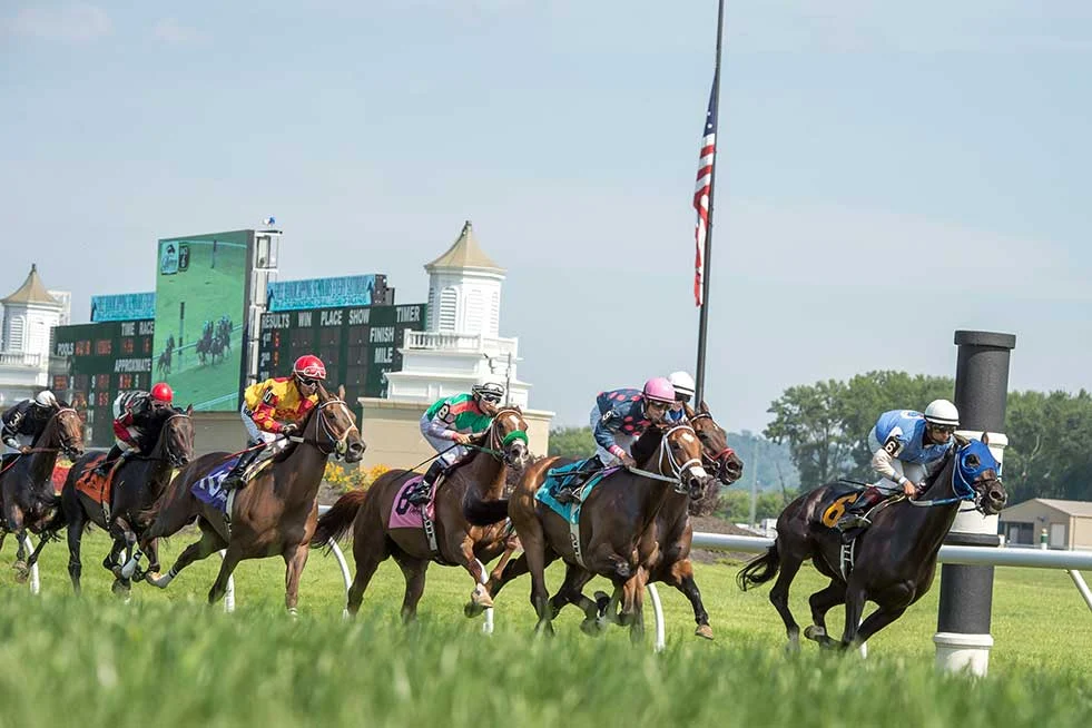 Thoroughbred horses and jockeys racing on grass in the Belterra Park venue gallery