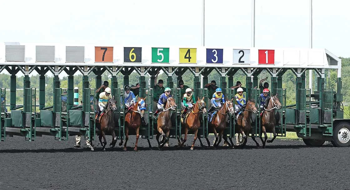 Thoroughbreds breaking from the numbered starting stalls onto Presque Isle Downs' synthetic racing surface
