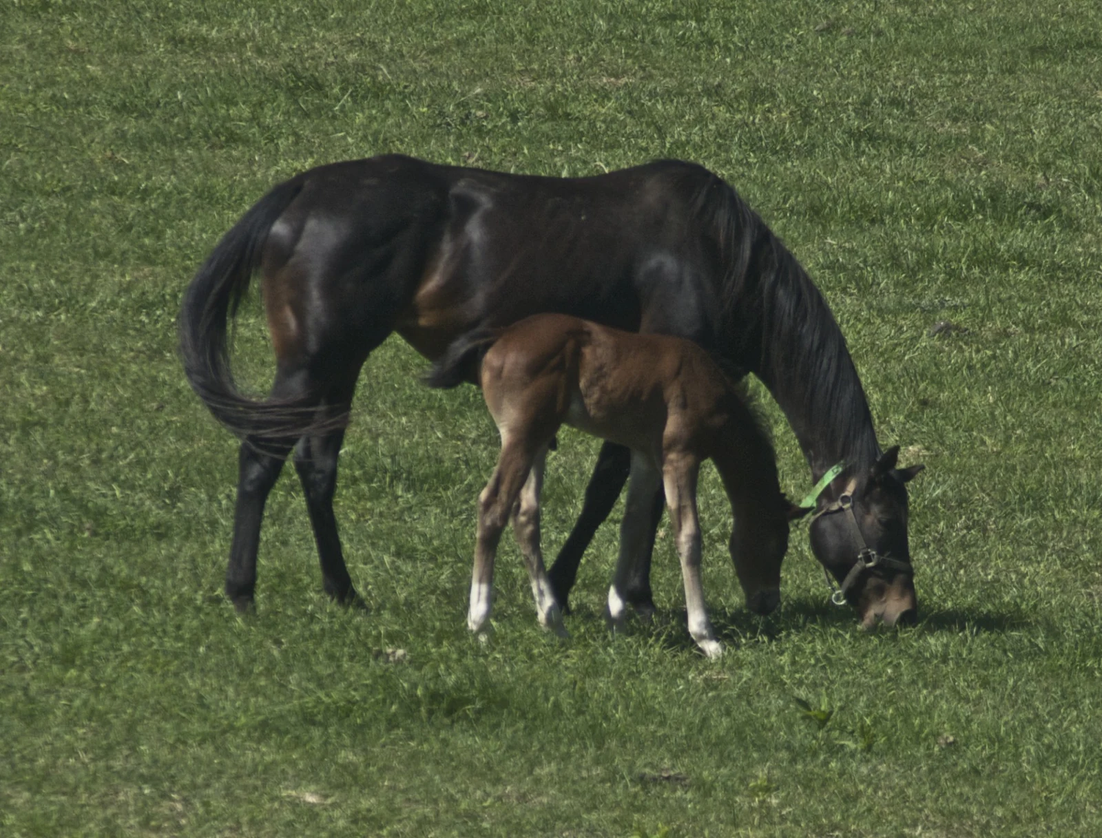 Racehorse Breeding Explained: Bloodlines, Stud Farms and Registration
