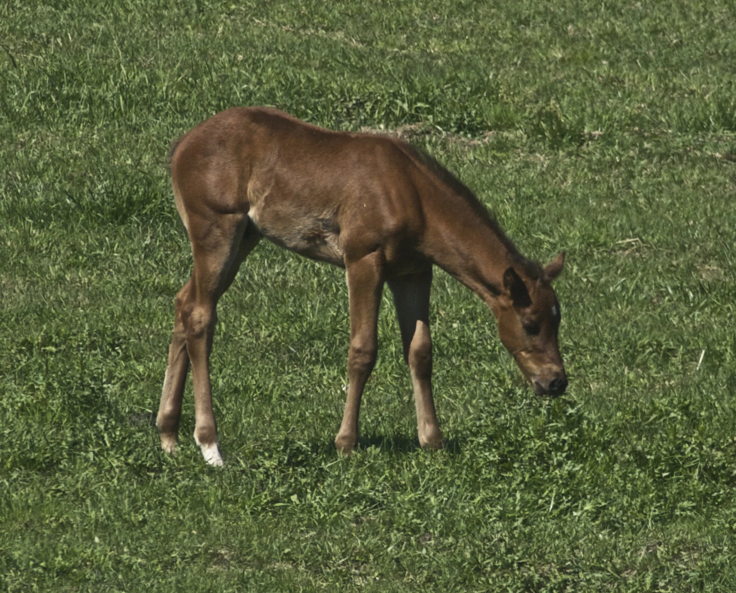 A young bay Thoroughbred foal standing on grass in Kentucky in May 2009